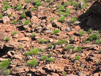 New growth spinifex, Mt Herbert